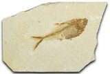 Detailed Fossil Fish (Diplomystus) - Wyoming #345446-1